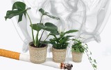 Oto najlepsze rośliny doniczkowe dla palaczy - te rośliny doskonale pochłaniają dym papierosowy