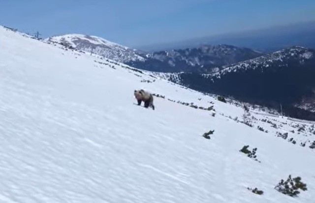 Słowacki snowboardzista napotkał na swojej drodze niedźwiedzia. Całe spotkanie nagrał
