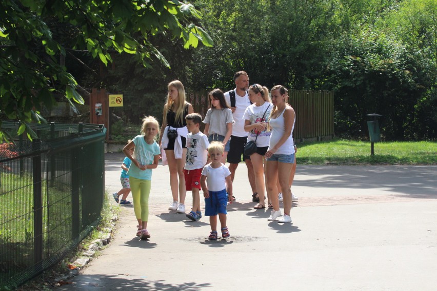 Śląski Ogród Zoologiczny ma małą samicę wielkiego kudu 