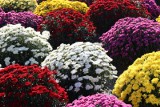Jesienią królują chryzantemy. To najczęściej wybierane kwiaty na 1 listopada. Jak przedłużyć trwałość doniczek po Wszystkich Świętych?