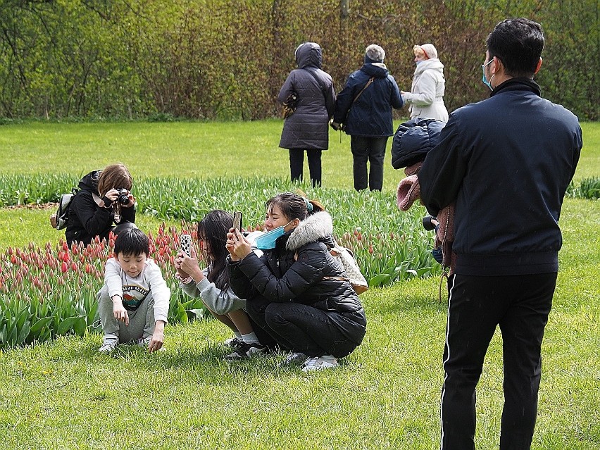 Tulipany kwitną w ogrodzie botanicznym w Łodzi. Po chłodnej...