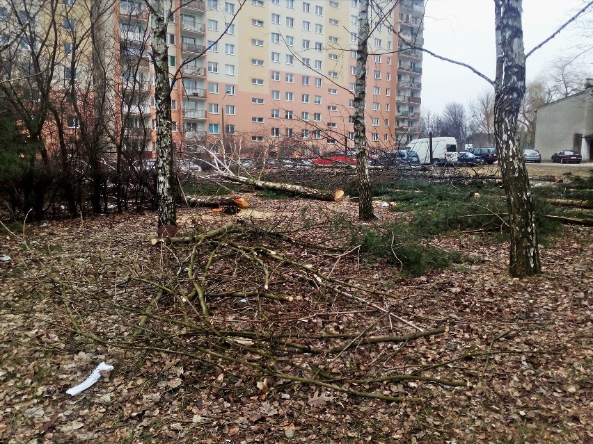 Wycinka drzew przy ul. Zakopiańskiej w Lublinie