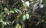 Egzotyczne mango w doniczce. Możesz wyhodować je z pestki
