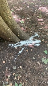 Kraków. Podsypują solą drzewa na Plantach Krakowskich
