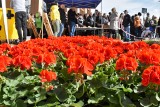 Inowrocław. Weźcie udział w konkursie. Pochwalcie się ukwieconymi balkonami i ogródkami