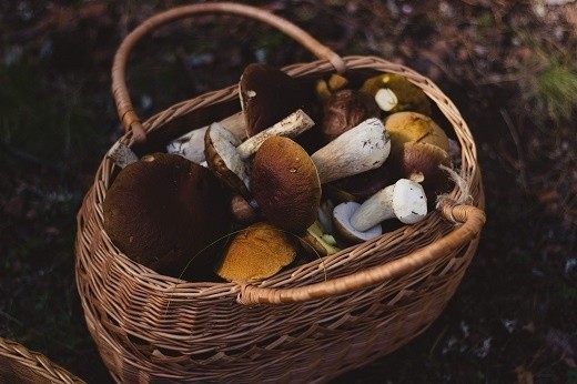 Toksyny zawarte w grzybach to między innymi amatoksyny,...