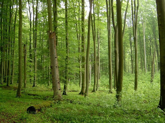 Las może kryć ofiary komunistycznych zbrodni