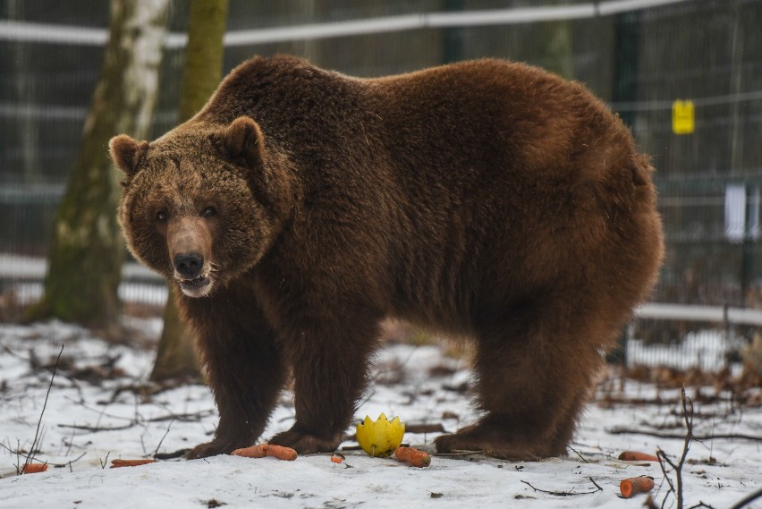 Niedźwiedź Baloo niemal całe życie spędził w cyrku. Podobnie...