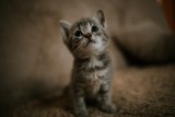 Lubartów: 32-latek odpowie za porzucenie kartonu z małymi kotkami
