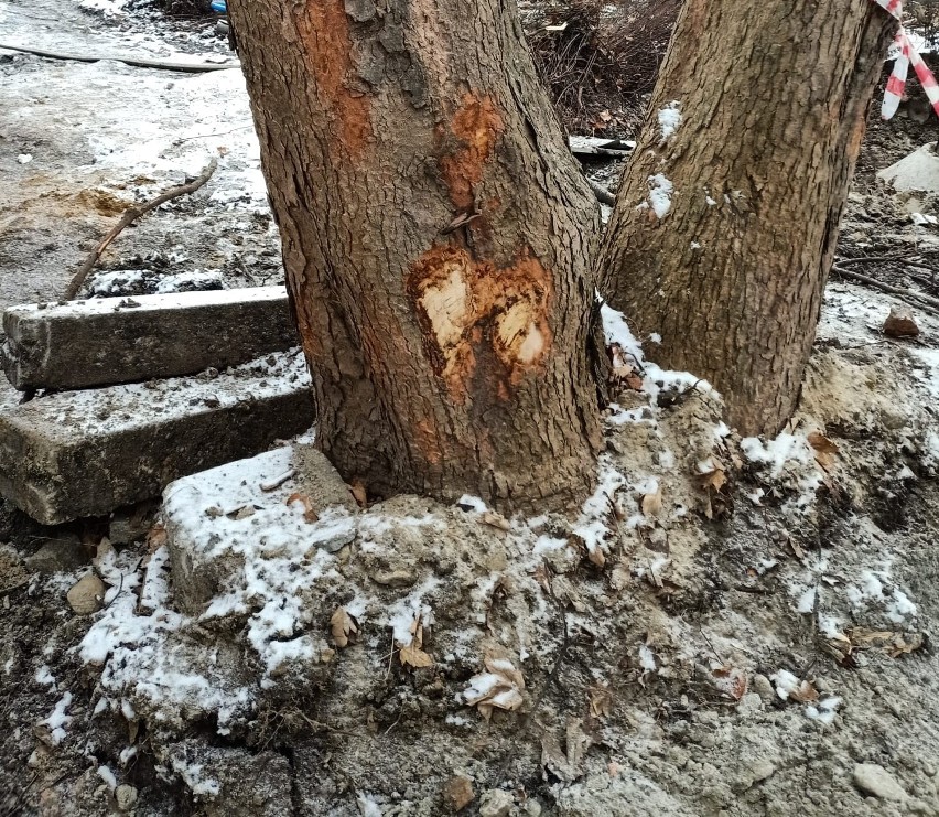 Drzewa mocno ucierpiały podczas budowy hali sportowej przy...