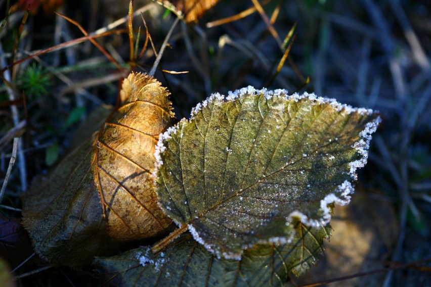 Pogoda na maj 2019: Idą przymrozki! W Suwałkach zapowiadają...