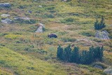 Zakopane. Niedźwiedzie szykują gawrę blisko domów? TPN rozpoczął działania