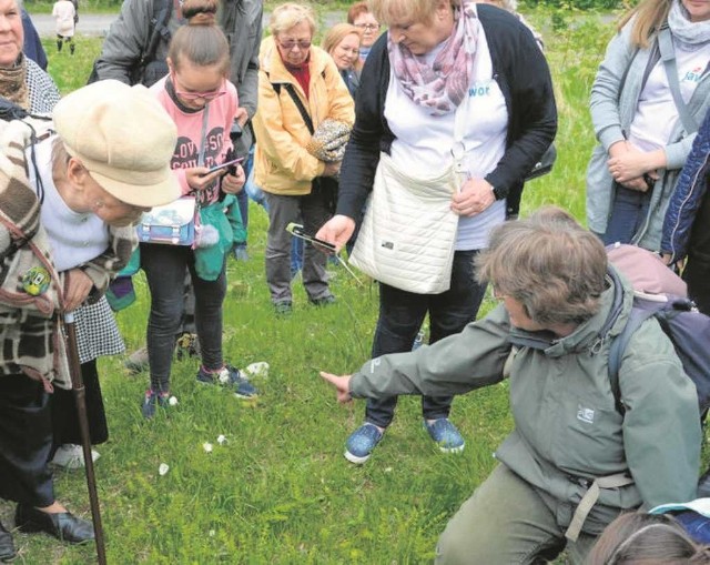 Botanik Anna Ociepa (z prawej) pokazuje zawilce wielkokwiatowe