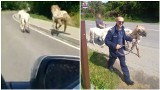 Galopem w stronę ekspresówki. Policjanci schwytali uciekające kucyki [WIDEO]