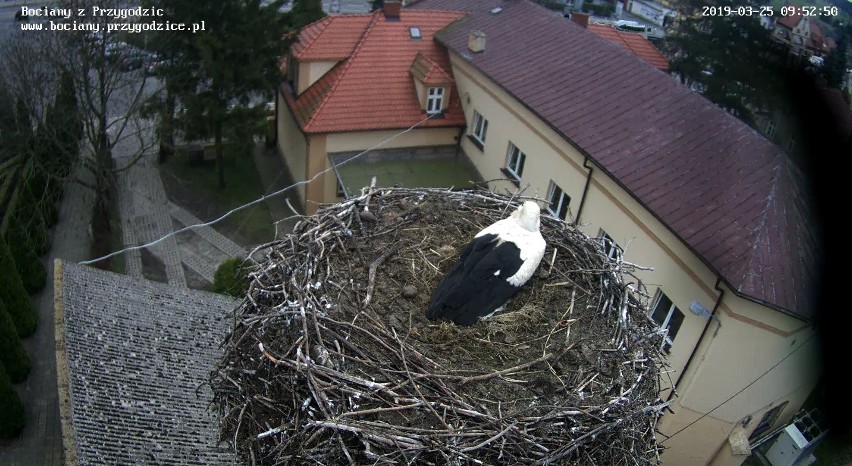 W Wielkopolsce pojawiły się bociany. W Przygodzicach w 2019...