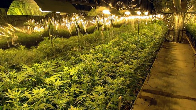 Wielka plantacja marihuany odkryta w niewielkiej wsi Drzeńsko, niedaleko Rzepina. Według policji była to jedna z największych plantacji tego narkotyku w Polsce.