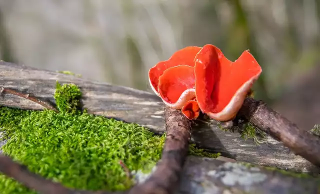 Czarki to grzyby, które można znaleźć zimą. Wyróżniają się kolorem i kształtem.