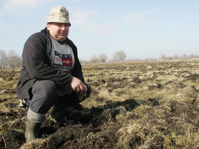 - Dziki zniszczyły mi całą łąkę, na której wkrótce mają się paść moje krowy. Doprowadzenie jej do użytku będzie mnie kosztowało jakieś 5 tysięcy złotych - mówił nam wczoraj Mariusz Faberski.