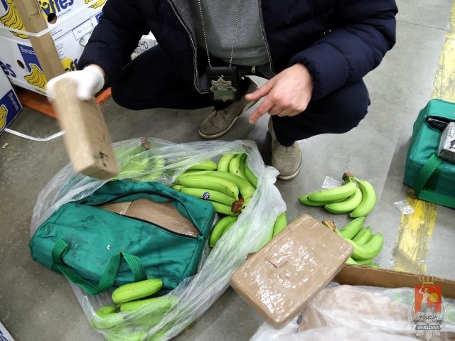 Policjanci udaremnili przemyt kokainy z Kolumbii. Narkotyki przewożone były w ciężarówce z bananami. W samochodzie znajdowało się 178 kg czystej kokainy o wartości 105 mln złotych.
