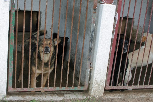 Obecnie bezpańskie psy z terenu Grudziądza przebywają w prywatnym schronisku w Węgrowie.