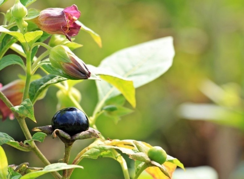 Botaniczna nazwa pokrzyku - Atropa belladonna - pochodzi od...