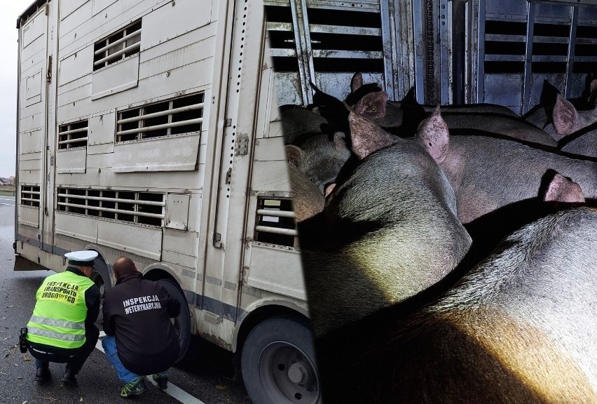 190 świń transportowano w strasznych warunkach. Nie miały wody, a wentylatory były uszkodzone