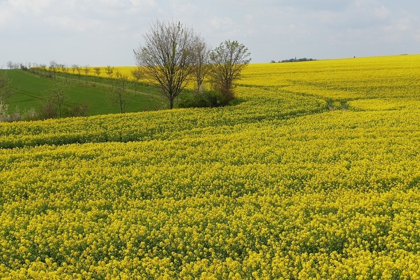 Rzepak. Jakich zbiorów spodziewają się Niemcy, jakich Polacy?