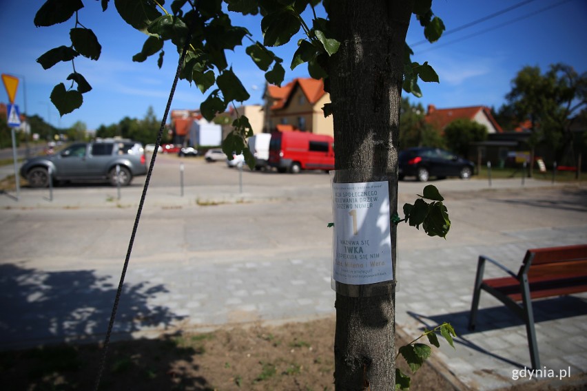 Gdynia ratuje drzewa z terenów prowadzonych inwestycji. Z placu budowy trafiły w bezpieczne miejsce