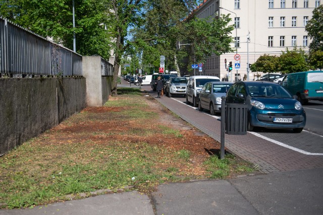 Wzdłuż ulicy Libelta i Kościuszki wycięto 25 drzew.Przejdź do kolejnego zdjęcia --->