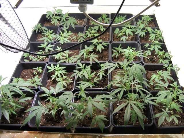 Plantacja marihuany, odnaleziona przez policjantów w garaży niedaleko Żar.