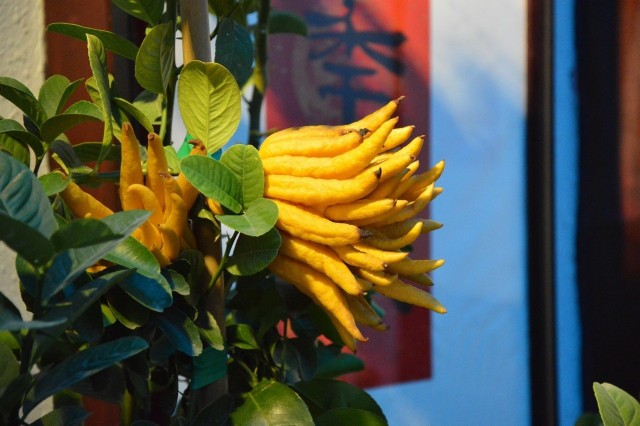 Owoce cytronu wyglądają zaskakująco - szczególnie odmiana "Ręka Buddy". Ale to bardzo wartościowe owoce, które mają szerokie zastosowanie.
