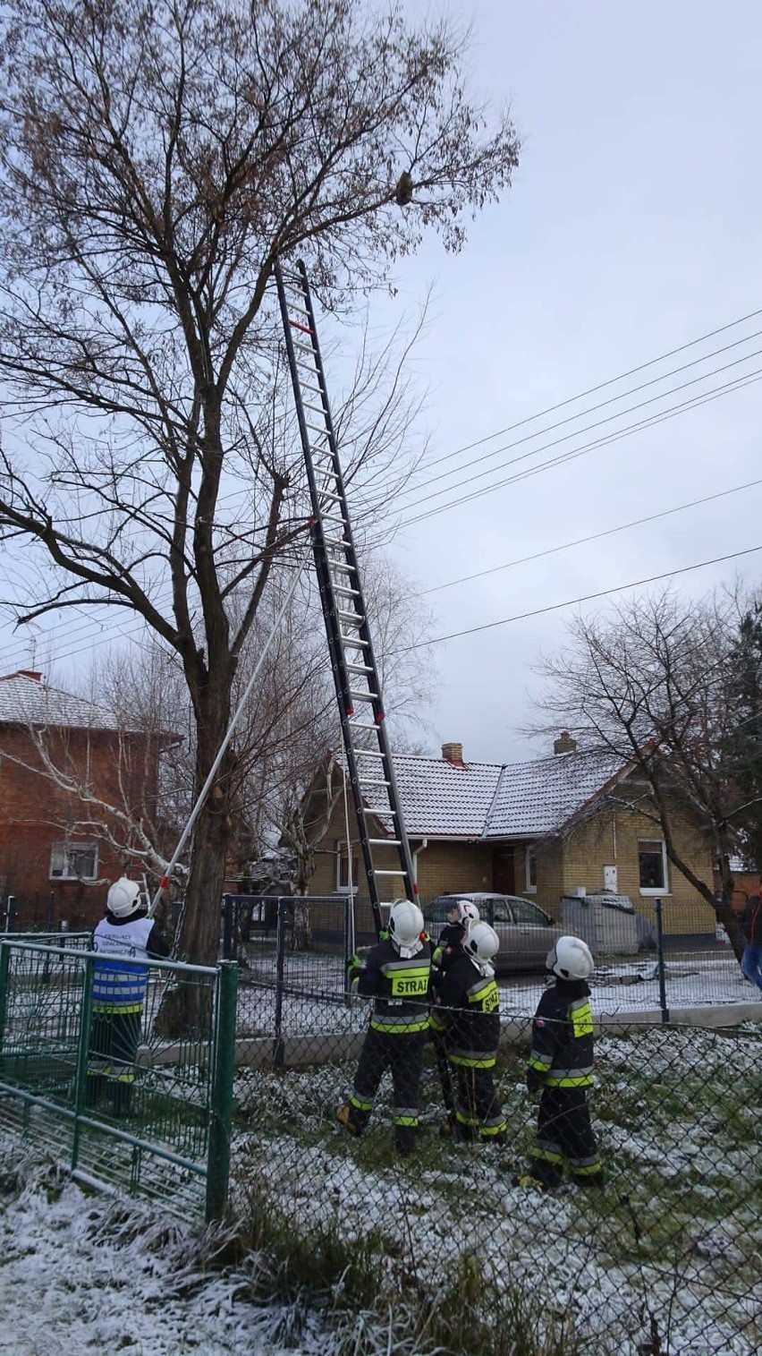 Strażacy z Sokolnik pomogli kotu, który nie mógł zejść z wysokiego drzewa (ZDJĘCIA)