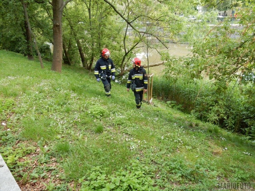 Bójka bezdomnych nad Młynówką w Opolu. Interweniowali...