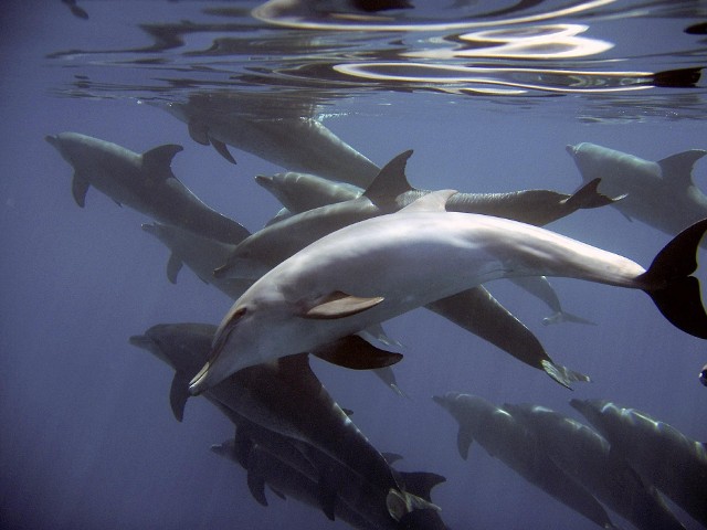 Jak twierdzą ukraińscy naukowcy, tylko pięć procent martwych delfinów trafia na plaże. Reszta leży na dnie Morza Czarnego