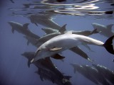Masakra delfinów w Morzu Czarnym. Ukraińscy naukowcy wskazują na przyczynę koszmaru
