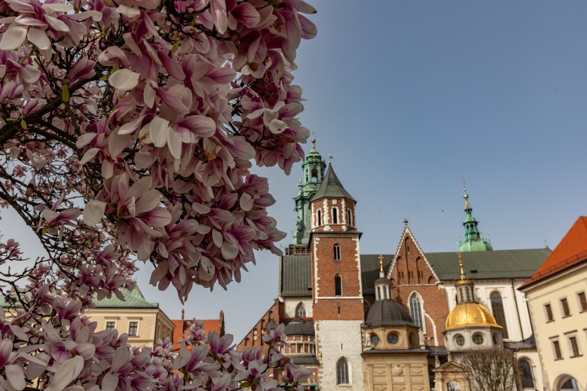 Kwitnące magnolie na Wawelu przyciągają mieszkańców i...