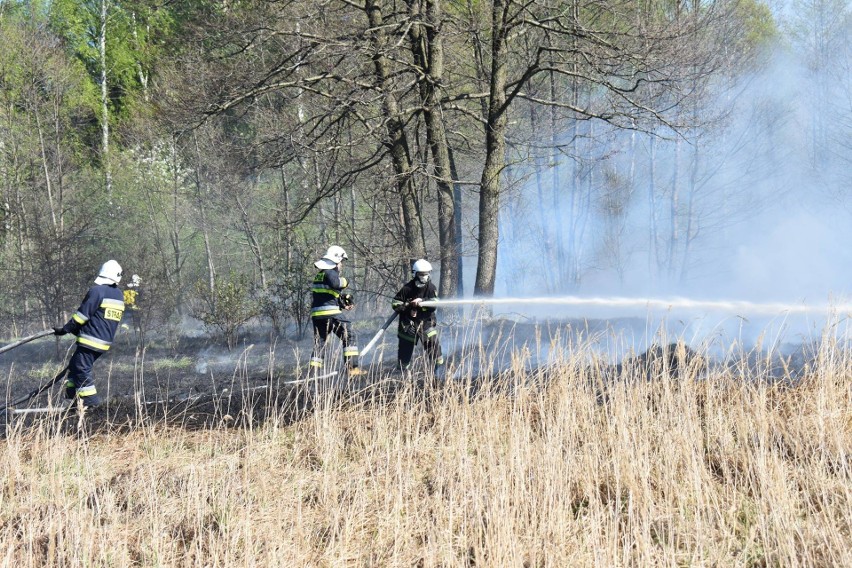 Masłońskie: z pożarem nieużytków  walczyli Strażacy OSP z Poraja i Żarek Letnisko ZDJĘCIA