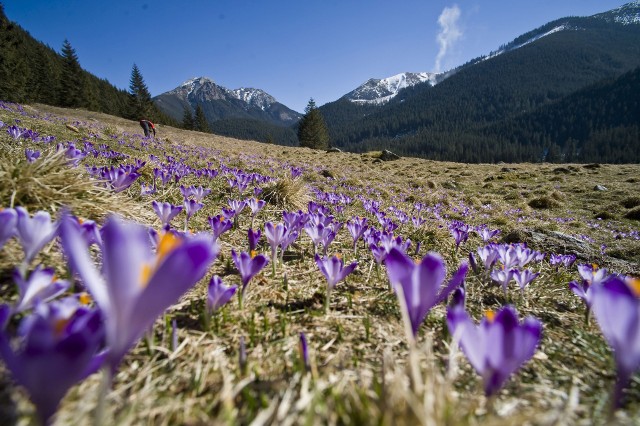Wiosna zbliża się wielkimi krokami, a wraz z nią przyroda budzi się do życia. Nadejście tej przyjemnej pory roku zwiastują pierwsze krokusy – gdzie w Polsce najlepiej oglądać kwitnące kwiaty? 