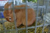 Koniec z trzymaniem królików w klatkach. Będą zmiany dla hodowców