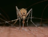 Dąbrowa Górnicza: miasto będzie walczyć z plagą komarów. Opryski przez całe lato 