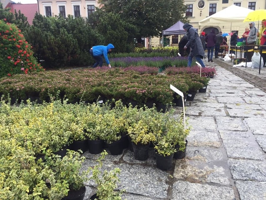 Myślenice. Przyszli na rynek z odpadami, wrócili do domów z sadzonkami