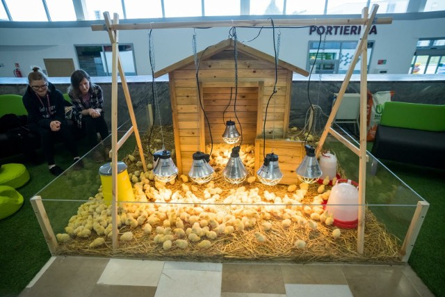 Tradycyjnie jedną z atrakcji Akademickiego Jarmarku Wielkanocnego  na Politechnice Bydgoskiej ma być zagroda z kurczakami.