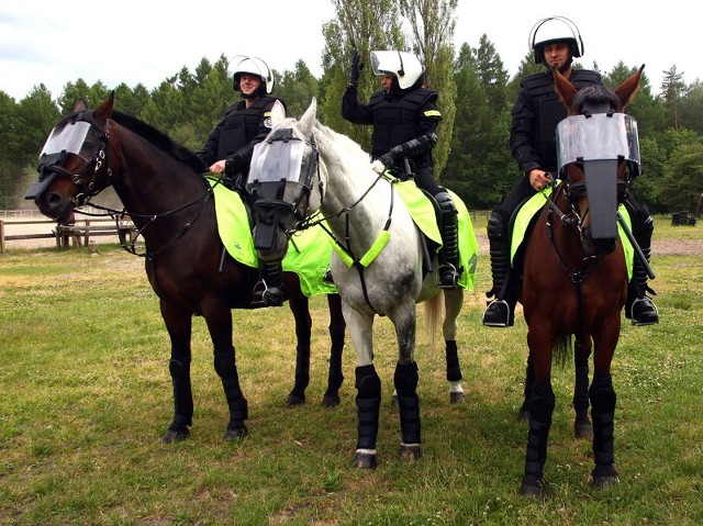 Policyjne konie w czasie krótkiej rozgrzewki przed wyjazdem. Przez trzy najbliższe tygodnie nasz oddział będzie zabezpieczał Euro 2012 w Poznaniu.