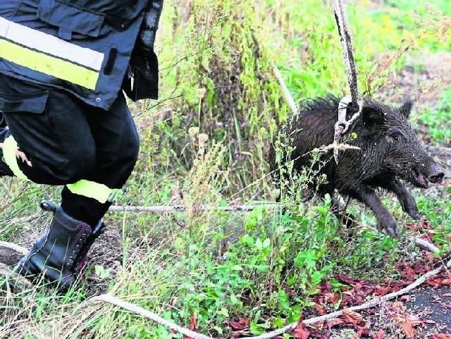 Uwolniony przez strażaków dzik wyglądał się na bardzo wypłoszonego i czym prędzej czmychnął do lasu.