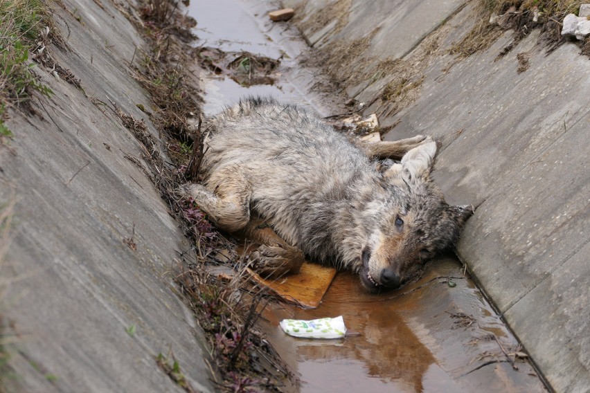 Martwy wilk znaleziony w gminie Łączna. Potrącił go samochód (ZDJĘCIA)