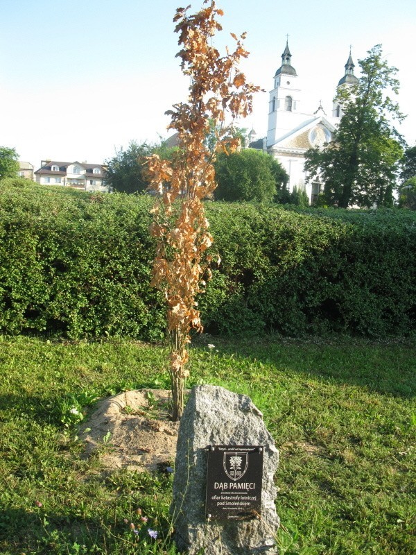 Dąb Pamięci ku czci ofiar katastrofy smoleńskiej zasadzony trzy miesiące temu z wielką pompą na placu przy kościele p.w. Św. Antoniego, dziś jest całkowicie wysuszony. Nikt o niego nie zadbał.