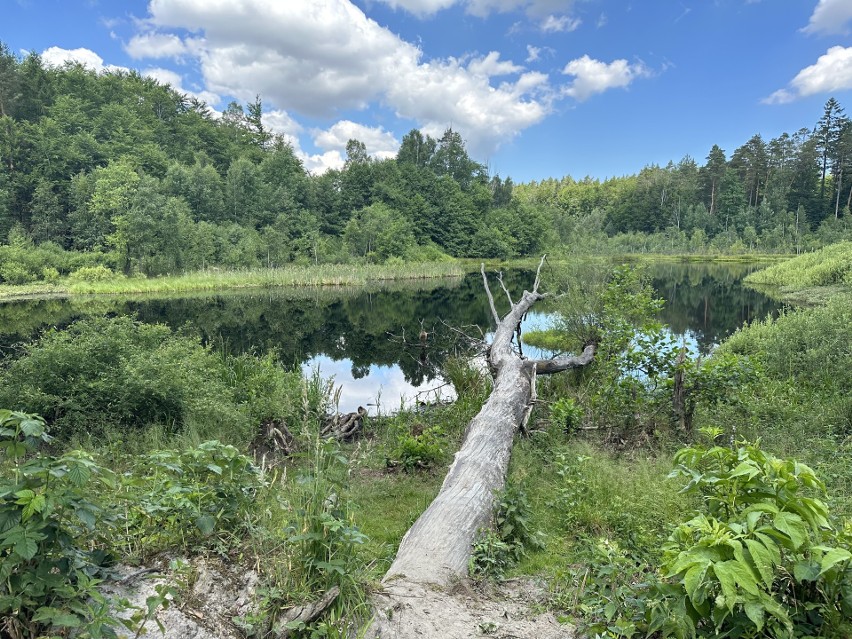 Czarny Staw na trasie rowerowej.