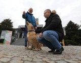 Pieskie Życie w Spodkach WOAK. To impreza dla właścicieli czworonogów i ich pupili. Zobacz program i atrakcje (wideo)