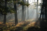 Nadleśnictwo Niepołomice odwołało zakaz wstępu do puszczy. Leśnicy apelują o przestrzeganie zaleceń