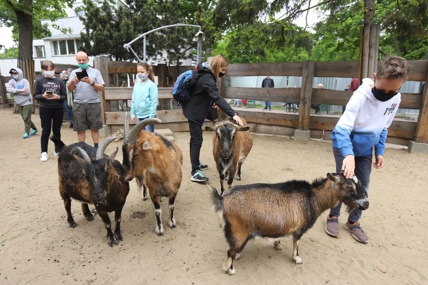 Łodzianie w ten weekend odwiedzają łódzkie zoo i Ogród Botaniczny. ZOBACZ ZDJĘCIA